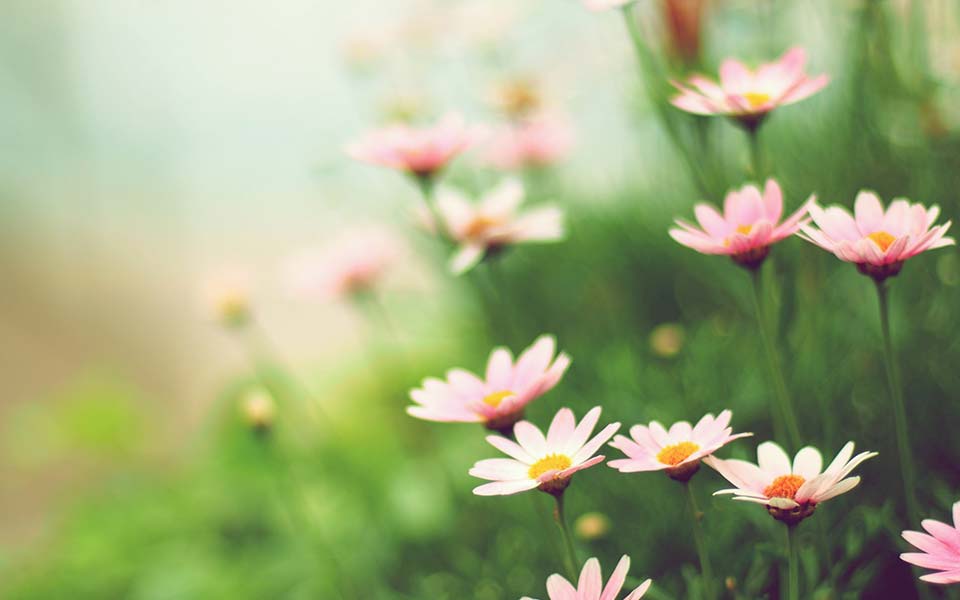 心の回復と生活の質向上をめざして